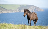 5 3  Plymouth Fowey   Conservation grazing at Pencarrow Head near Polruan